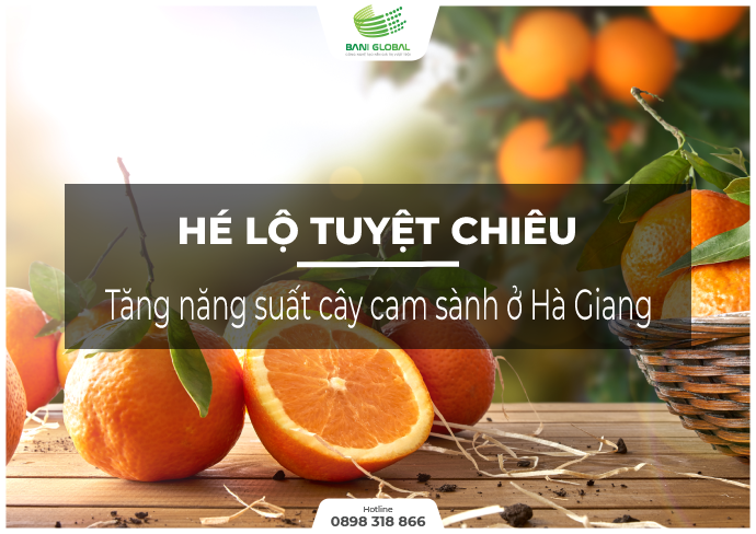 Hé lộ tuyệt chiêu tăng năng suất cây cam sành ở Hà Giang